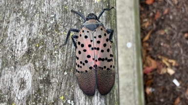 Help Slow the Spread of the Spotted Lanternfly