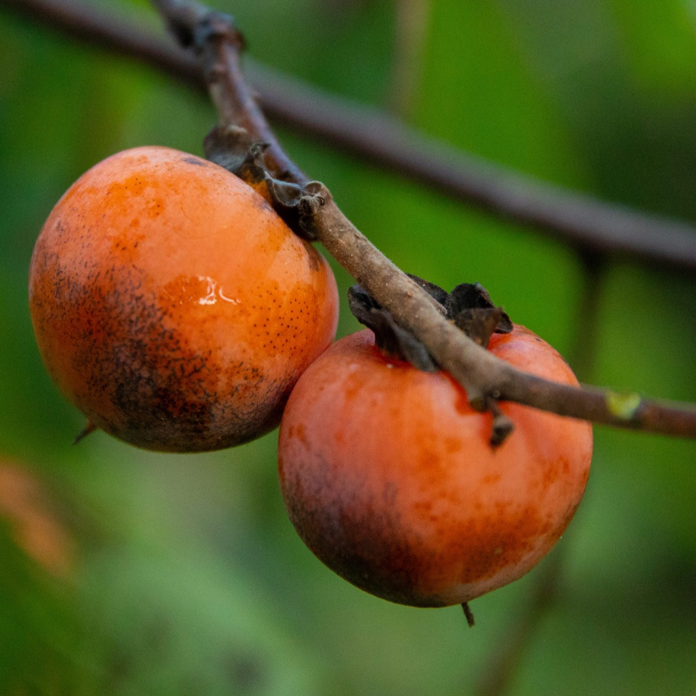 persimmon tree fruit