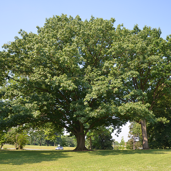 Apply For Your Free Tree - It's ReLeaf Time! - Cincinnati Parks