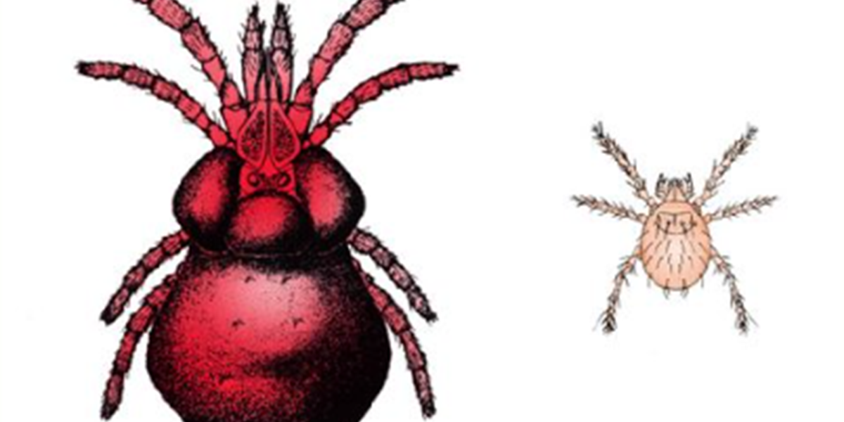 red and white drawing of chiggers