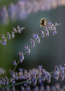 Photograph of a Bubble Bee on Purple Flowers