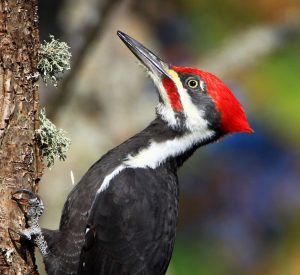 pileated woodpecker with black body and red head