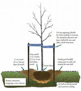 graphic to planting a tree