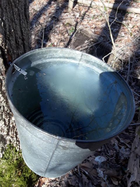 maple tapping