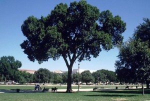 Jefferson Elm tree