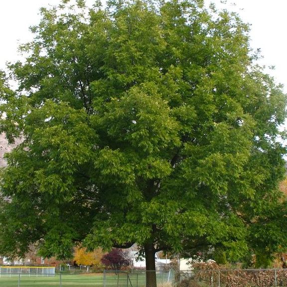 Northern pecan tree