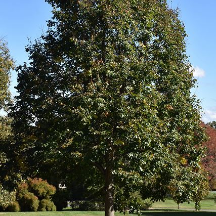Redmond Linden tree
