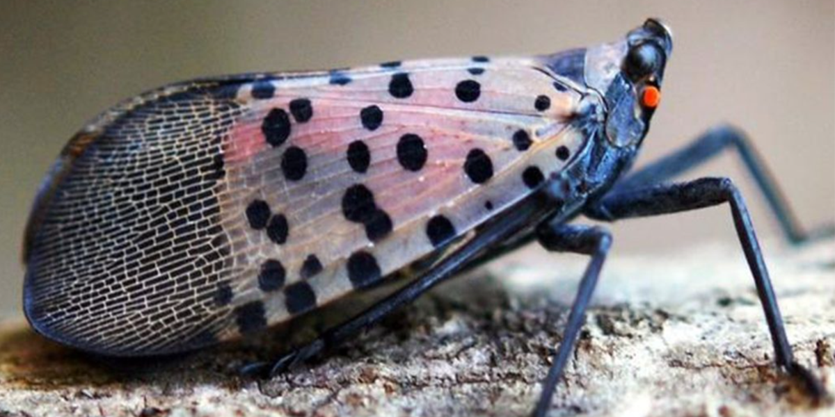 black and white spotted bug, spotted lantern fly