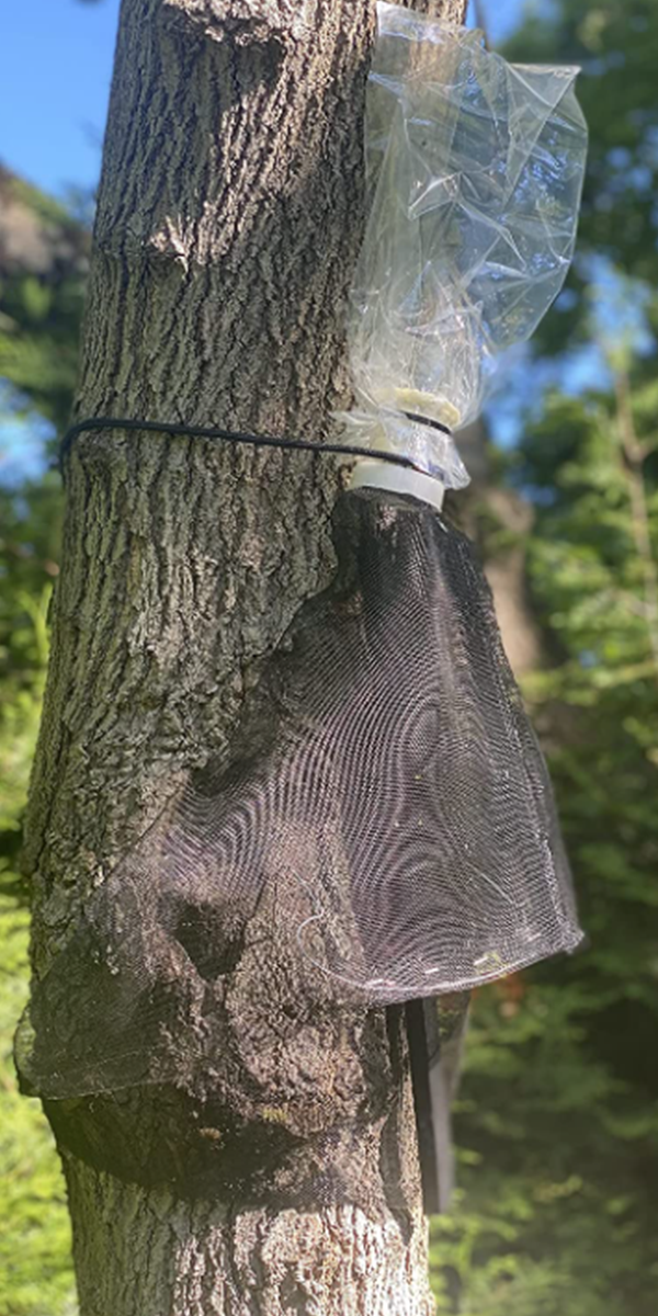 spotted lanternfly mesh trap on tree