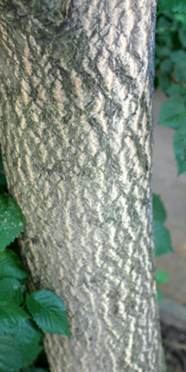 tree of heaven bark, grayish brown with vertical stripes