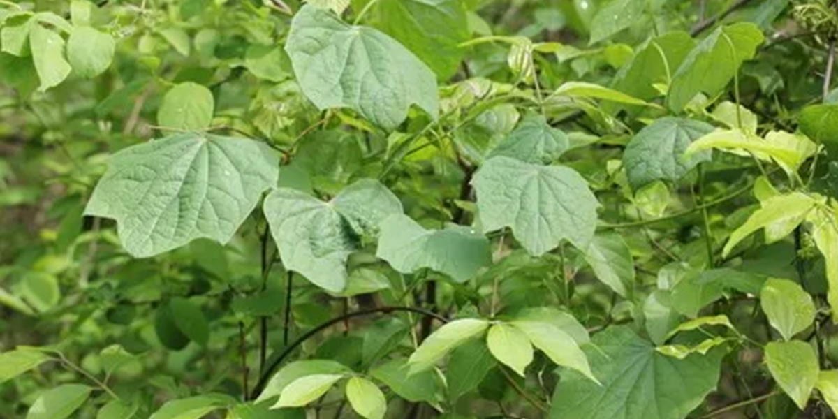 common moonseed green climbing vine