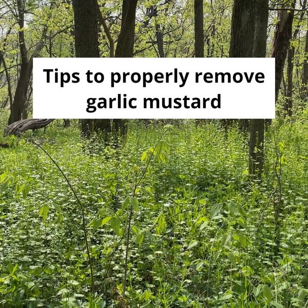 garlic mustard