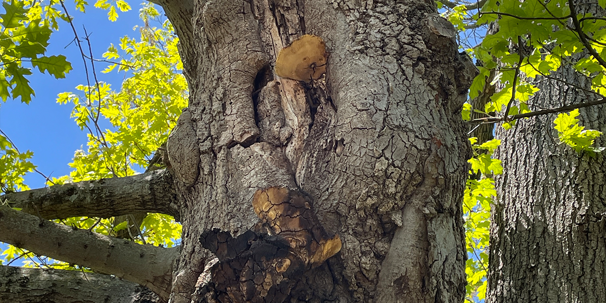 oak tree with mushrooms growing on it