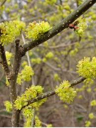 Spicebush tree