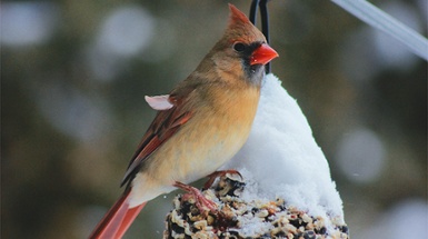 February is National Bird Feeding Month
