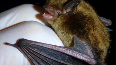 Bats Aren't That Scary