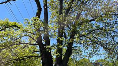 Oak Tree Removal at Owl's Nest Park