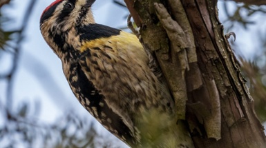 The Percussion of Your Local Woodpecker
