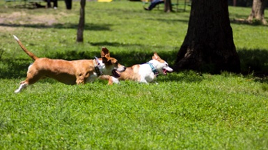 Cincinnati Parks to make Paw-sitive Changes to Doris Day Dog Park