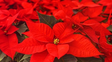 How To Care For Your Poinsettia Plant