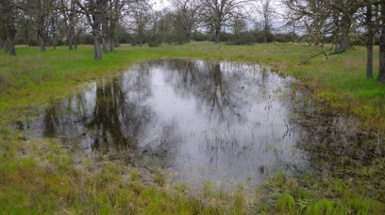 What is a Vernal Pool?