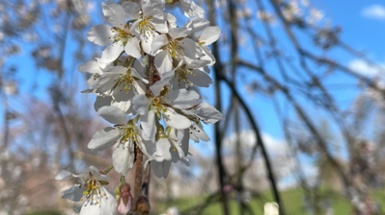Cherry Blossom Trees    Gifted from Adachi, Japan Finally Arrive in Cincinnati After 12 Years