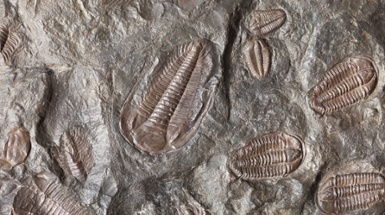 Cincinnati Parks Fossils