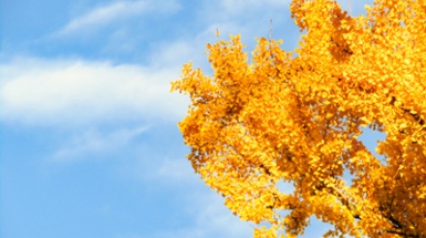 5 Colorful Trees You'll FALL in Love With (and where to find them)
