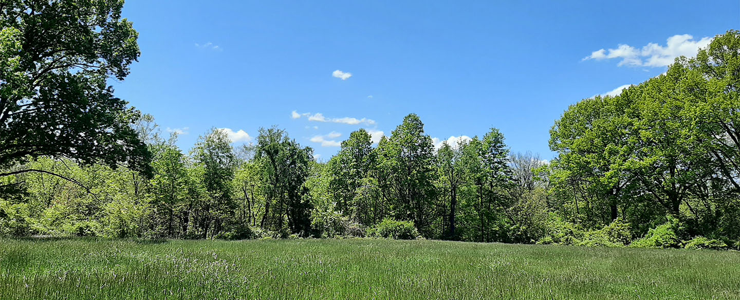 McEvoy Park Meadow on Hiking Trail