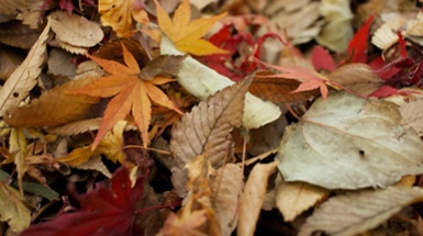 Abundance of Leaves? Don't Pitch 'Em, Save 'Em