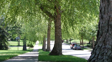Notice to Property Owners: 2025 Urban Forestry Assessments