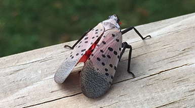 The Unfortunate Arrival of the Spotted Lanternfly in Cincinnati