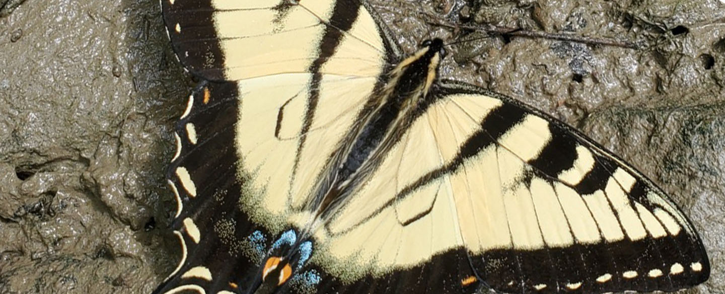 Butterfly At California Woods Nature Preserve