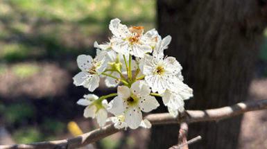Invasive Callery Pear Trees are Blooming