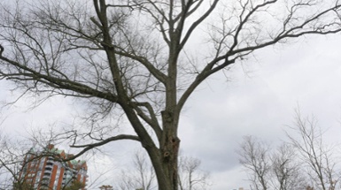 Remembering Eden Park's Clara Barton Oak Tree