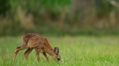 It's the Time of Year to Stay Clear of Mother Deer