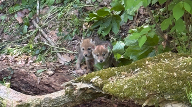 We Have Coyote Pups in California Woods!