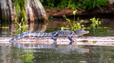 Keystone Species Series: American Alligator