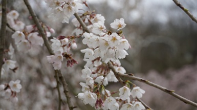 Will cold temperatures affect the Japanese cherry trees?