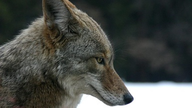 The Urban Coyote