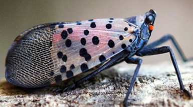 Update on new invasive pest spotted in parks: the Spotted Lanternfly