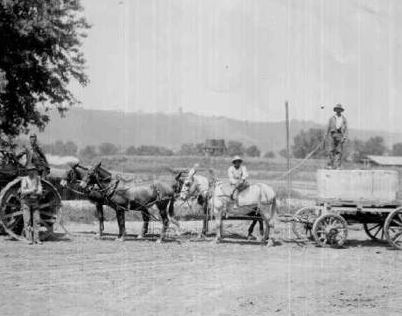 Horses at construction of New Water Works Treatment Plant